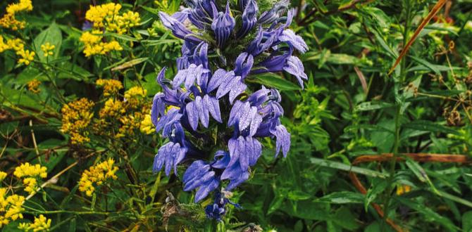 Choosing native flowers what flowers are good for eco friendly gardens Choosing native flowers what flowers are good for eco friendly gardens