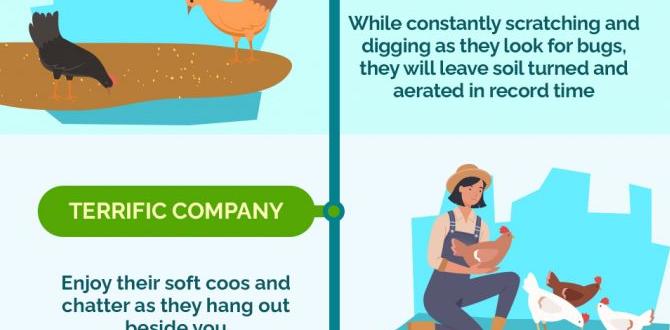 Choosing the right chicken breeds for gardening are chickens good for gardens