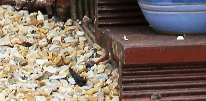 Choosing the right color and size decorative stones for gardens ideas Choosing the right color and size decorative stones for gardens ideas
