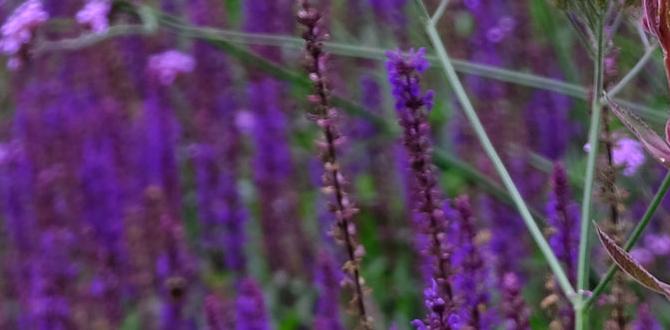 Choosing the right colour palette colour schemes for gardens Choosing the right colour palette colour schemes for gardens