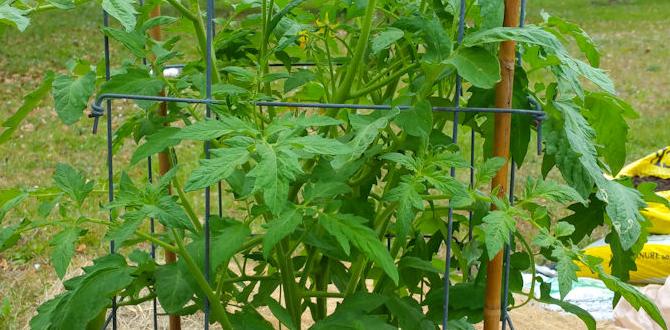 Choosing the right containers container gardening for tomatoes Choosing the right containers container gardening for tomatoes