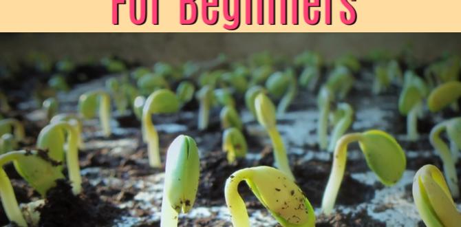 Choosing the right containers pot vegetable gardening for beginners Choosing the right containers pot vegetable gardening for beginners