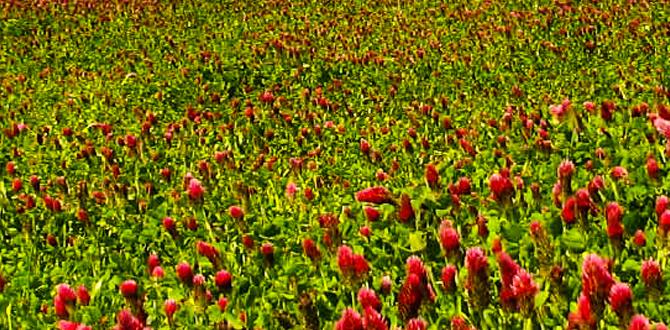 Choosing the right cover crop for your garden cover crop for gardens Choosing the right cover crop for your garden cover crop for gardens