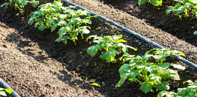 Choosing the right drip irrigation system for your garden drip irrigation systems for vegetable gardens