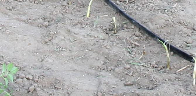 Choosing the right drip system for your garden water drip systems for gardens Choosing the right drip system for your garden water drip systems for gardens