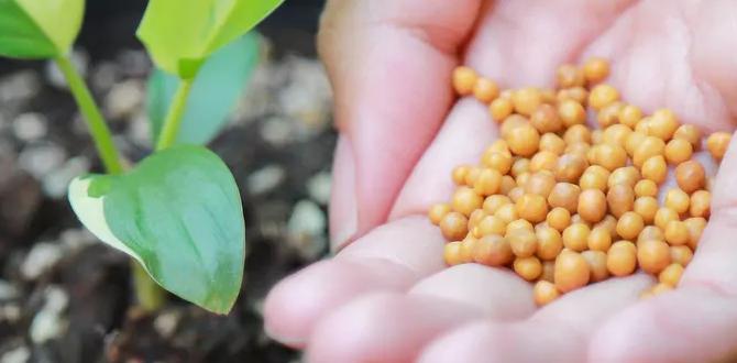 Choosing the right fertilizer for your garden type what's the best fertilizer for gardens Choosing the right fertilizer for your garden type what's the best fertilizer for gardens