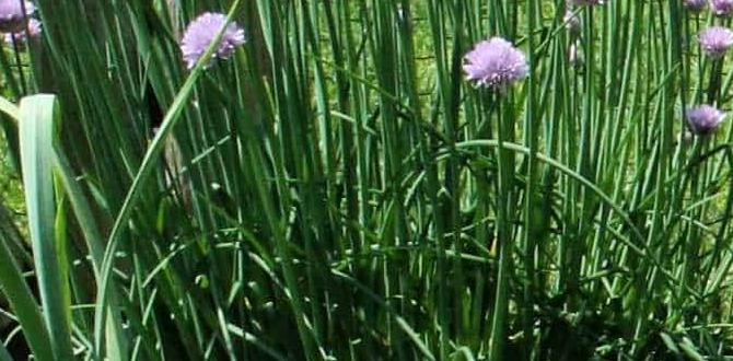 Choosing the right herbs for limited space herbs for small gardens Choosing the right herbs for limited space herbs for small gardens