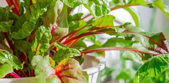 Choosing the right indoor space best vegetables for indoor gardening Choosing the right indoor space best vegetables for indoor gardening