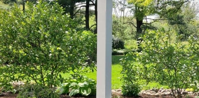 Choosing the right location for focal points focal points for gardens