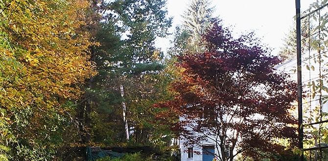 Choosing the right location for your arbor arbors for gardens