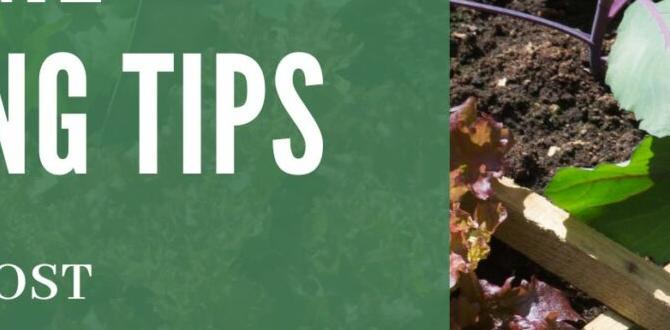 Choosing the right location for your garden veggie gardening for beginners Choosing the right location for your garden veggie gardening for beginners