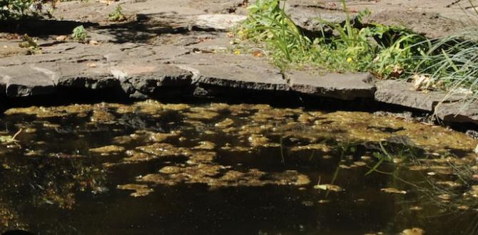 Choosing the right location for your pond garden ponds for small gardens