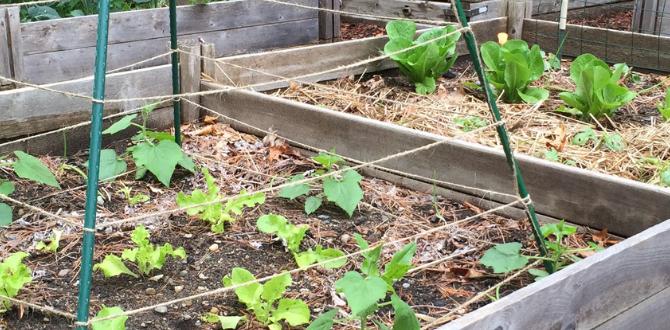 Choosing the right location how to build raised beds for gardening
