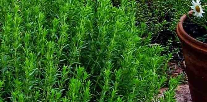 Choosing the right location ideas for herb gardens design Choosing the right location ideas for herb gardens design