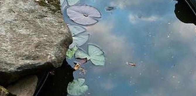 Choosing the right location ideas for ponds in small gardens Choosing the right location ideas for ponds in small gardens