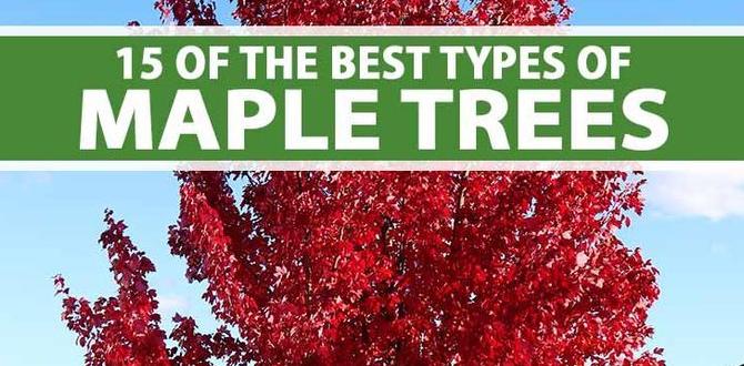 Choosing the right maple tree for your garden maple trees for small gardens Choosing the right maple tree for your garden maple trees for small gardens