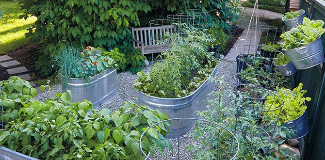 Choosing the right metal tub for your plants metal tubs for gardening Choosing the right metal tub for your plants metal tubs for gardening