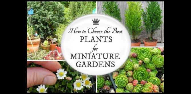 Choosing the right miniature plants miniature plants for fairy gardens Choosing the right miniature plants miniature plants for fairy gardens