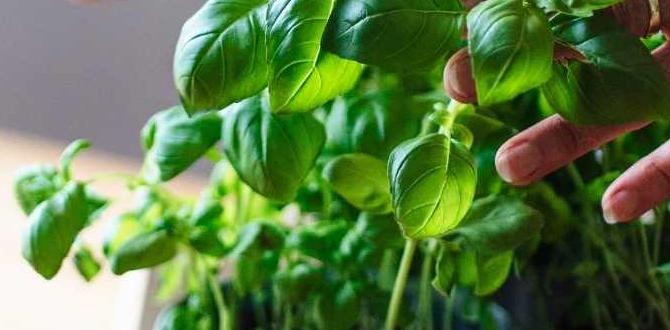 Choosing the right plants for apartment gardening gardening for apartments Choosing the right plants for apartment gardening gardening for apartments