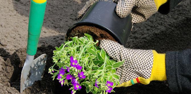 Choosing the right plants for borders plant borders for gardens