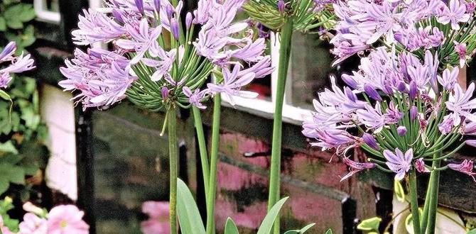 Choosing the right plants for florida gardens gardening in florida for beginners Choosing the right plants for florida gardens gardening in florida for beginners