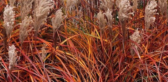 Choosing the right plants for privacy gardens for privacy Choosing the right plants for privacy gardens for privacy