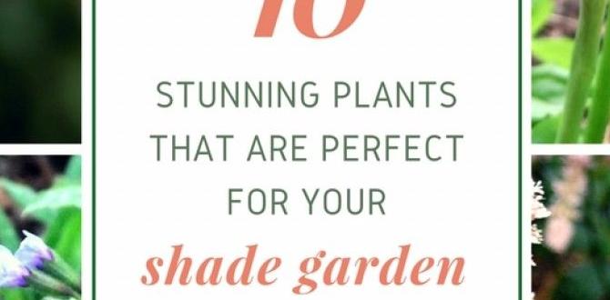 Choosing the right plants for shaded areas shade for gardens Choosing the right plants for shaded areas shade for gardens