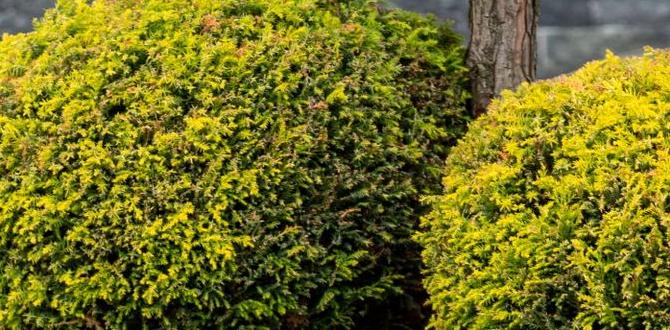 Choosing the right plants for small japanese gardens japanese garden designs for small gardens Choosing the right plants for small japanese gardens japanese garden designs for small gardens