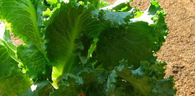 Choosing the right plants for urine fertilization urine for gardening Choosing the right plants for urine fertilization urine for gardening