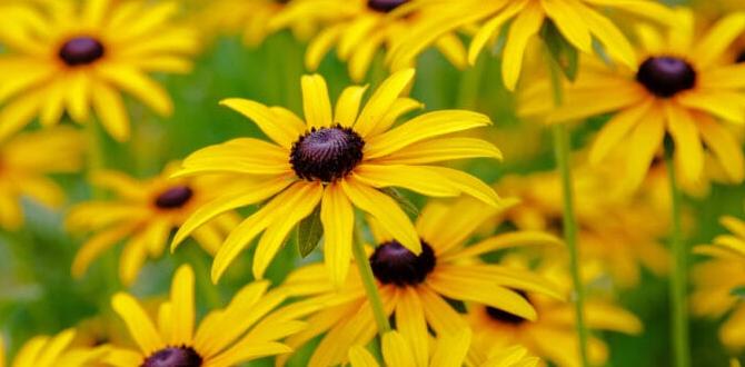 Choosing the right plants for utah gardens gardening in utah for beginners Choosing the right plants for utah gardens gardening in utah for beginners