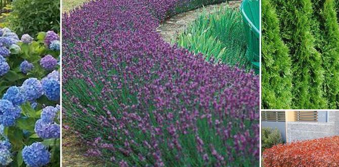 Choosing the right plants for your hedge hedging ideas for front gardens Choosing the right plants for your hedge hedging ideas for front gardens