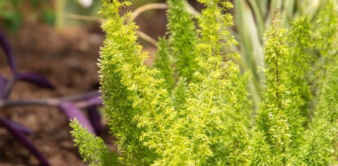 Choosing the right plants for your texas zone what zone is texas for gardening Choosing the right plants for your texas zone what zone is texas for gardening