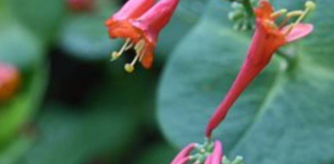 Choosing the right plants gardening for hummingbirds Choosing the right plants gardening for hummingbirds