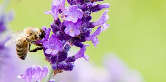 Choosing the right plants gardening for pollinators Choosing the right plants gardening for pollinators