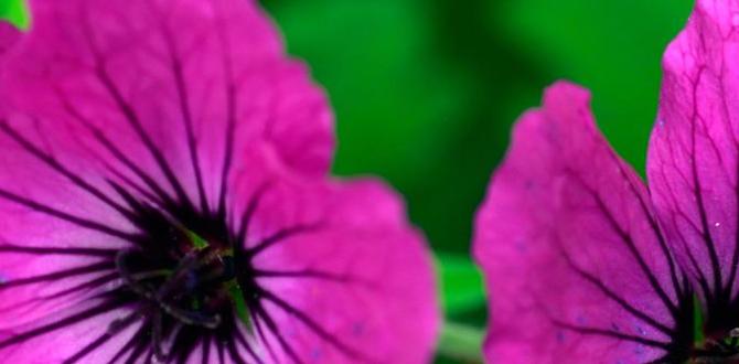 Choosing the right plants gardens for front of house