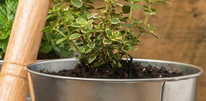 Choosing the right pots pot gardening for beginners Choosing the right pots pot gardening for beginners