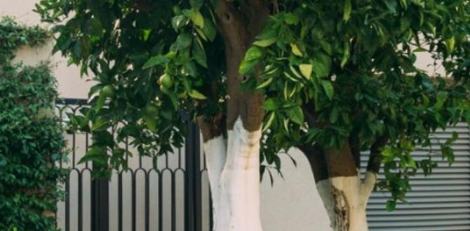 Choosing the right size and shape metal containers for gardening