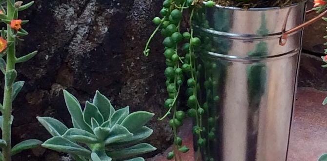 Choosing the right size container containers for succulent gardens