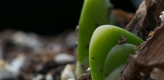 Choosing the right soil what do i need for gardening Choosing the right soil what do i need for gardening
