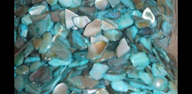 Choosing the right type of crushed seashells crushed seashells for gardening Choosing the right type of crushed seashells crushed seashells for gardening