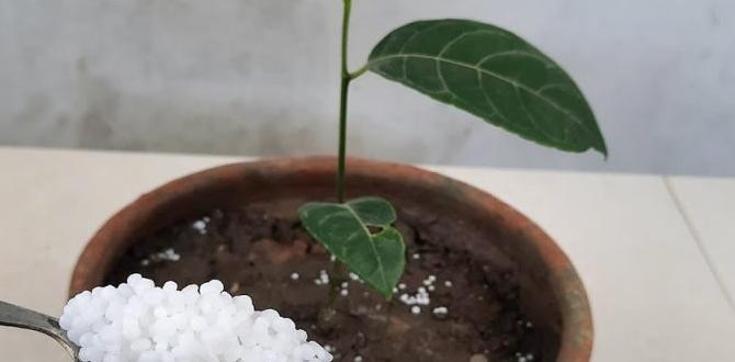 Choosing the right urea for your garden urea for gardening Choosing the right urea for your garden urea for gardening