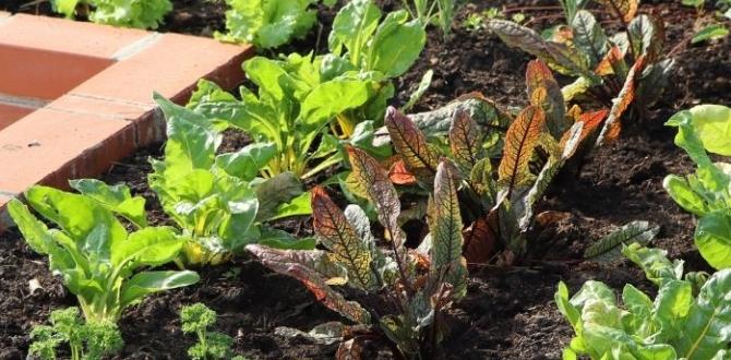 Choosing the right vegetables for raised beds vegetables for raised beds gardening Choosing the right vegetables for raised beds vegetables for raised beds gardening