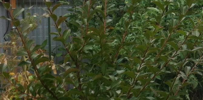 Choosing the right vegetables vegetable gardens for small spaces Choosing the right vegetables vegetable gardens for small spaces