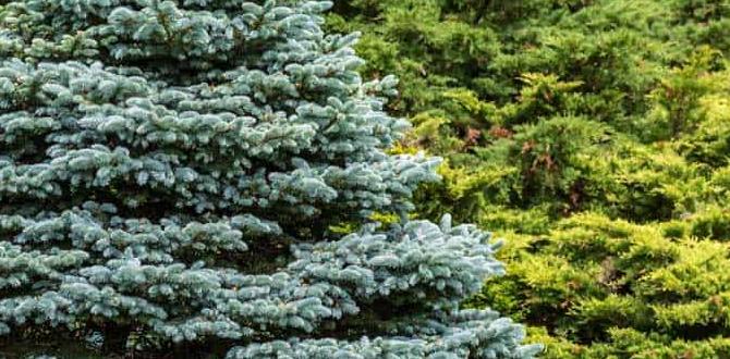Choosing the right weeping evergreen tree weeping evergreen trees for small gardens