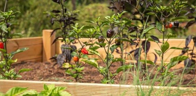 Common challenges and solutions how to build a raised bed for gardening Common challenges and solutions how to build a raised bed for gardening