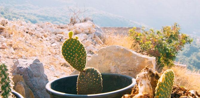 Common challenges in different climate zones climate zones for gardening Common challenges in different climate zones climate zones for gardening