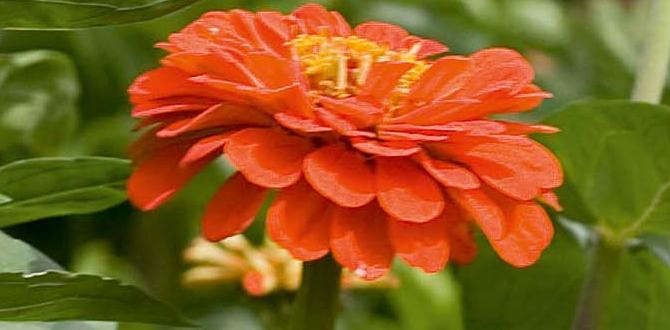 Common challenges in growing zinnias are zinnias good for vegetable gardens
