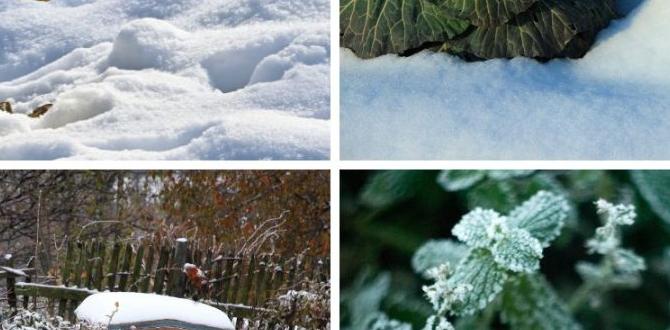 Common challenges in winter gardening plants for winter gardens Common challenges in winter gardening plants for winter gardens