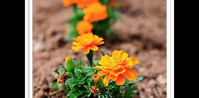 Common challenges when growing marigolds marigold for gardens Common challenges when growing marigolds marigold for gardens
