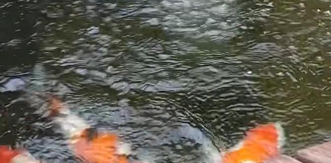 Common challenges with garden fish ponds and solutions fish ponds for gardens Common challenges with garden fish ponds and solutions fish ponds for gardens